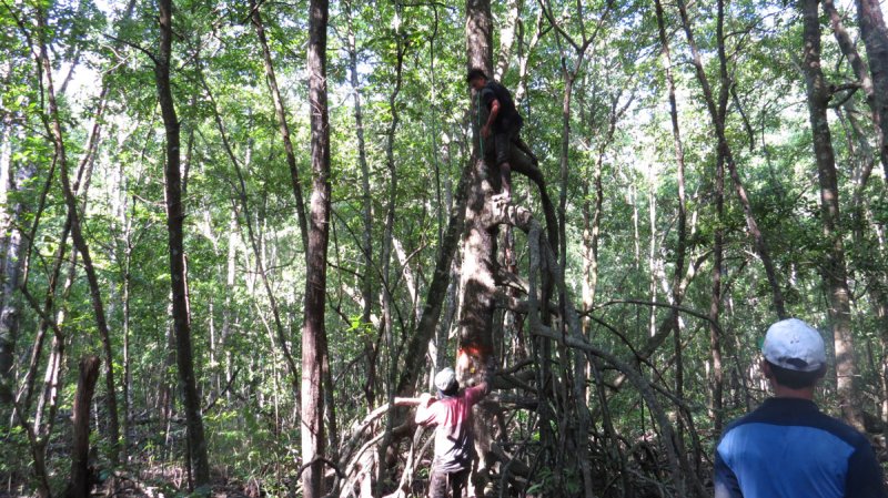 carbon inventory - tree diameter measurement of mangrove forest species