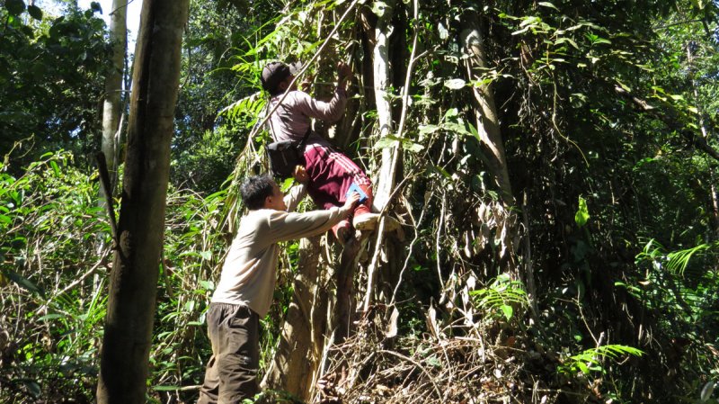 carbon inventory - tree diameter measurement of peat swamp forest species