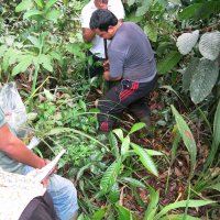 Peat depth measurement at Merang swamp forest ecosystem