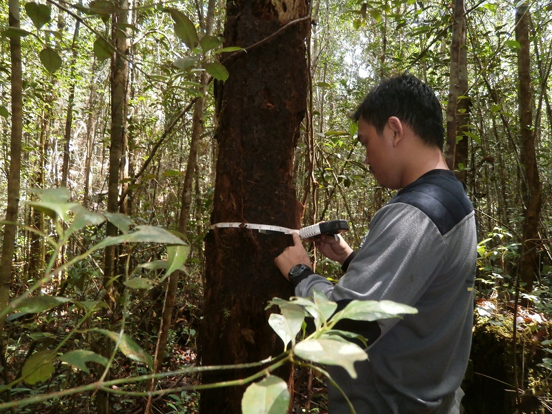2011 Forest Inventory in Kapuas Hulu by Dominik Schwab