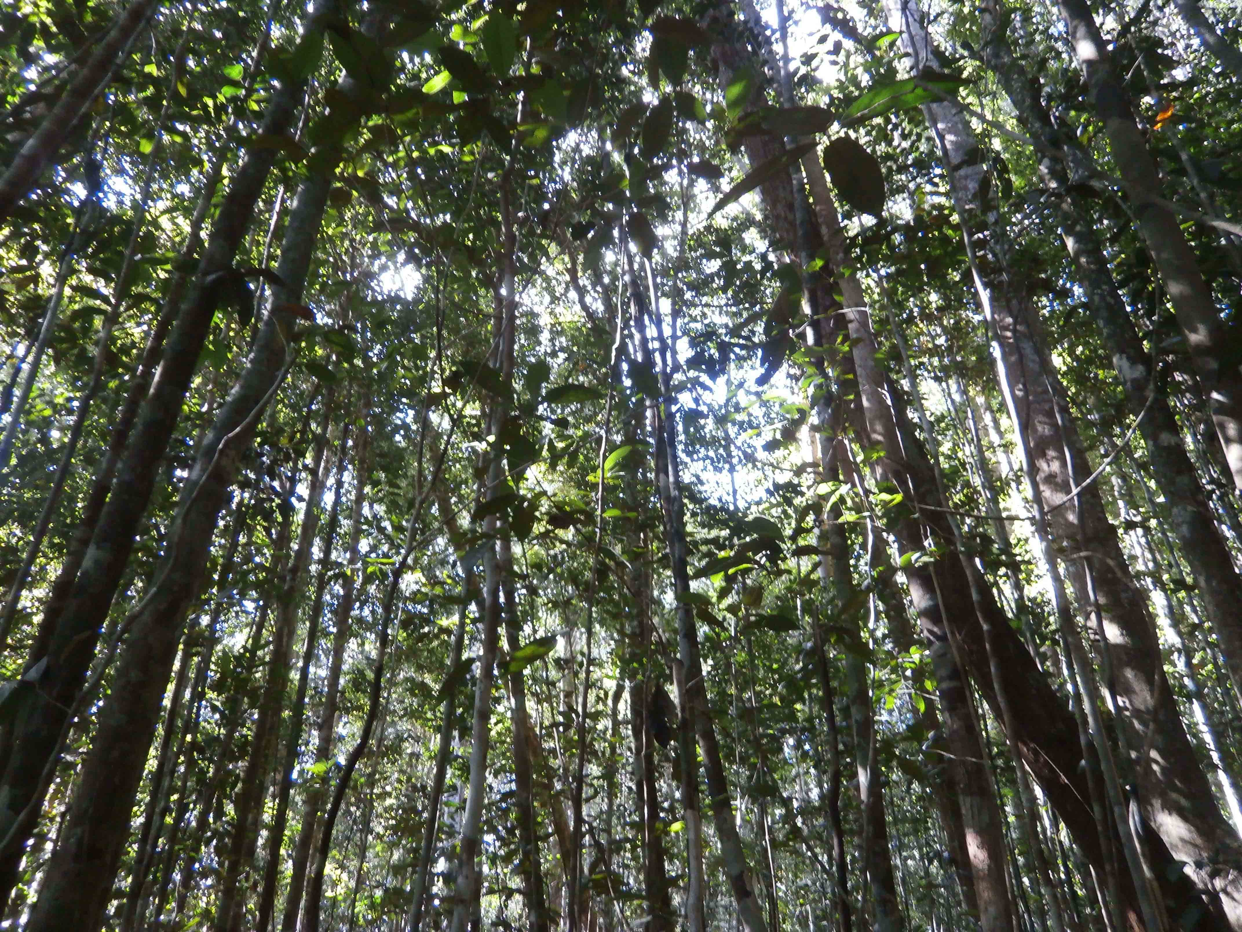 2014 Kapuas Hulu forest inventory 1 Dominik