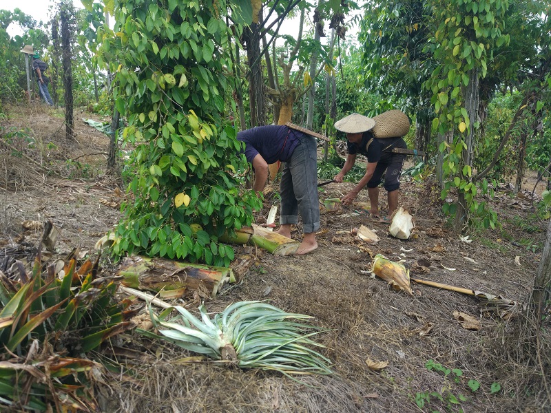 2019 08 20 pelatihan agroforestry desa Batu Rajang Berau supri