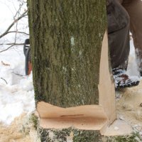 professional-tree-felling